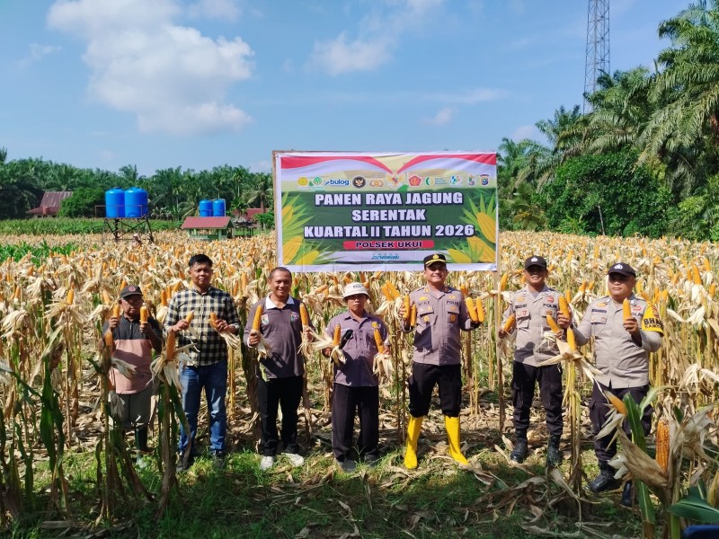 Polsek Ukui  Panen Raya Jagung Serentak Kuartal II di Desa Bukit Gajah