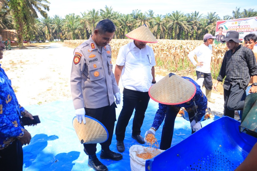 Kapolres Kampar Panen Raya Jagung:  Dorong Ketahanan Pangan di Dua Lokasi