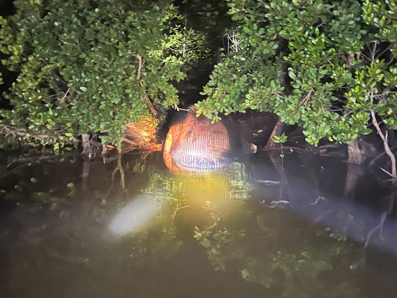 Geger! Bangkai Paus Diduga Berbobot 4 Ton Terdampar di Hutan Mangrove Inhil