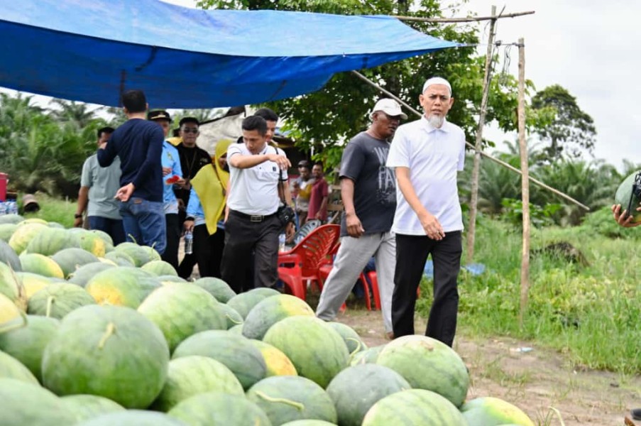 Wako Paisal Panen Raya Semangka, Tegaskan Komitmen Pengembangan Hortikultura di Dumai