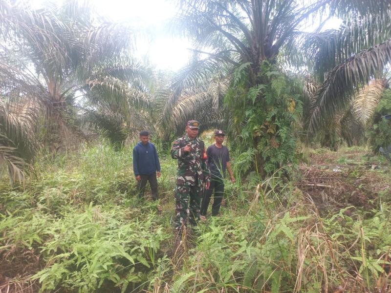 Babinsa Koramil 04/Perawang Laksanakan Patroli Karhutla di Tualang, Pastikan Kondisi Aman