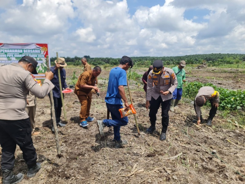 Kolaborasi Pangan, 4 Hektare Jagung Ditanam di Pangkalan Kuras