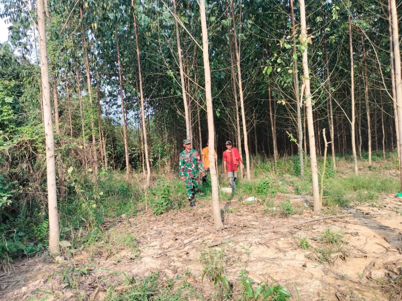 Babinsa Sertu Joko Purnomo Laksanakan Patroli Karhutla di Kampung Bencah Umbai-