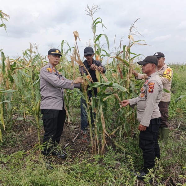 Polsek Kuala Kampar Pantau Perkembangan Lahan Jagung Pipil 15 Ha mendukung ketahanan pangan