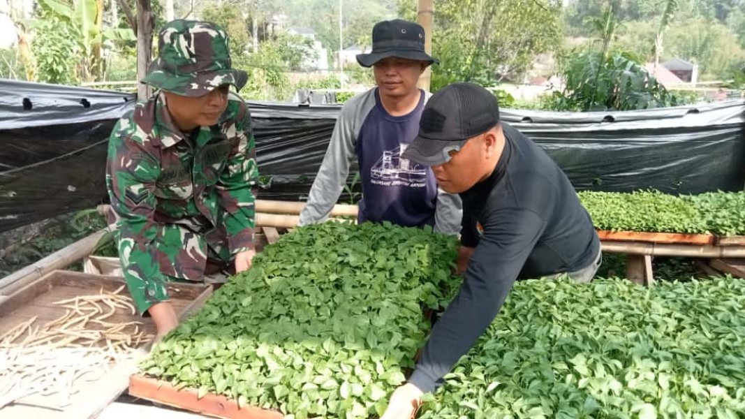 Satgas TMMD ke-126 Kodim Kerinci Pilih Bibit Terong untuk Ditanam di Sungai Jernih