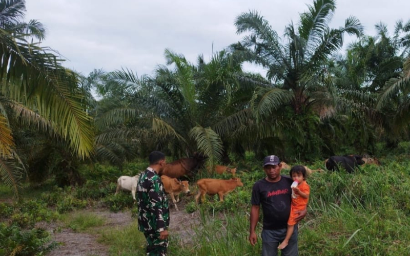 Cegah Wabah PMK, Babinsa Batu Teritip Sambangi Peternakan