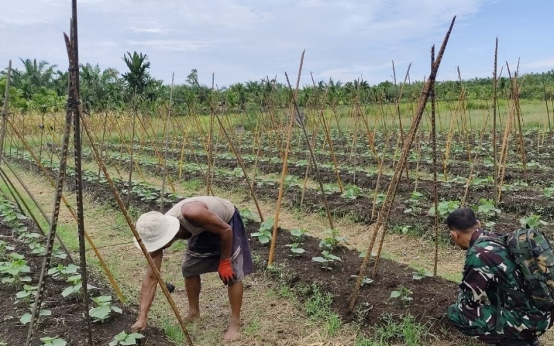 Babinsa Sertu Miftah Dampingi Petani Mentimun dan Sosialisasikan Bahaya Pembakaran Lahan di Batu Teritip