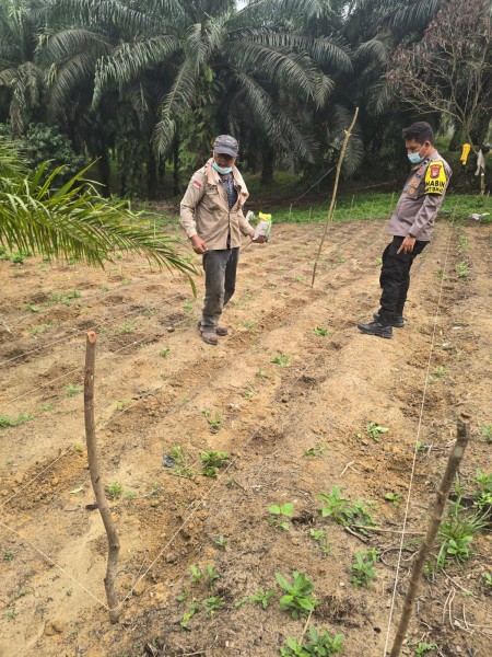 Polsek Minas Dorong Ketahanan Pangan, Kelompok Tani Minas Barat Tanam Jagung Pipil di Lahan Setengah Hektare