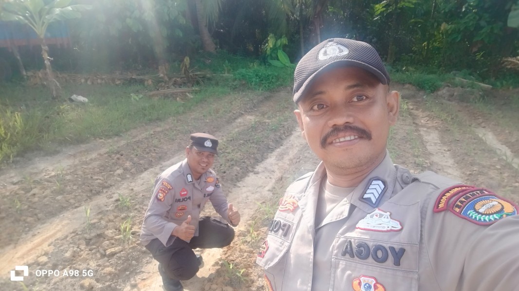 Polsek Minas Cek Perkembangan Jagung Program Ketahanan Pangan Nasional di Minas Jaya