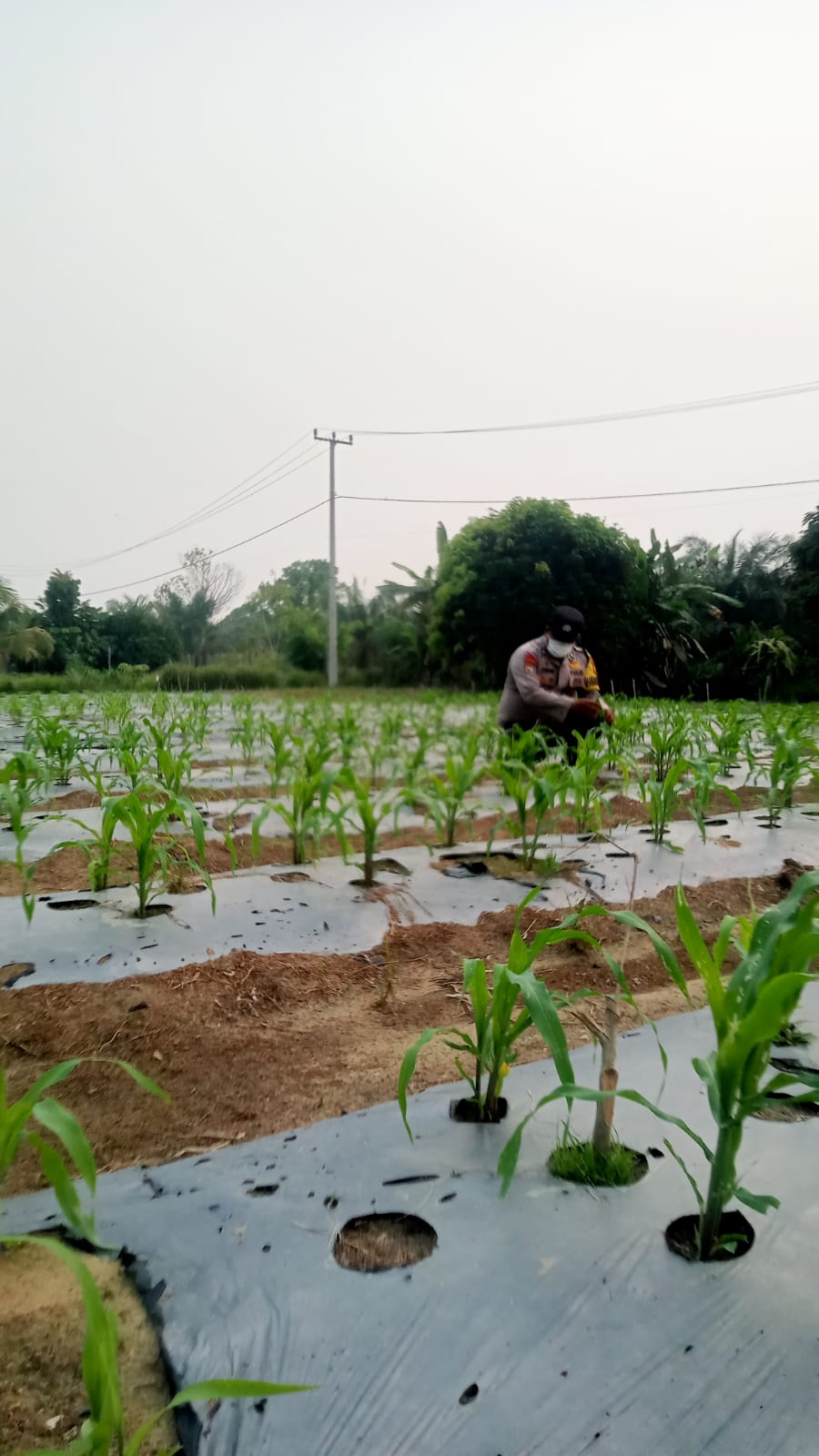 Bhabinkamtibma Polsek Minas Cek Perkembangan Jagung Pipil Usia 30 Hari di Kampung Mandiangin