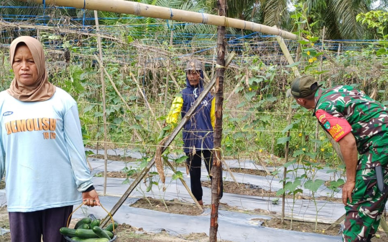 Babinsa Bukit Kapur Bantu Petani Timun, Wujud Sinergi TNI dan Masyarakat