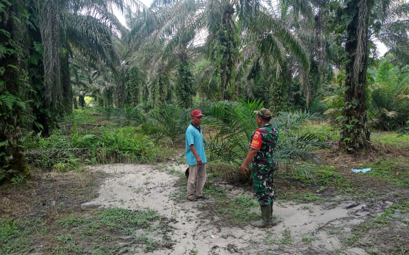 Patroli Rutinitas Babinsa Koramil 02 dalam Menjaga Wilayah Bebas dari Karhutla