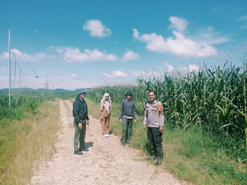 Rawat dan Cek Perkembangan Jagung Lahan PT Simas Sawit Aliantan Polsek Bangkinang Barat Dukung Ketahanan Pangan Nasional 2026