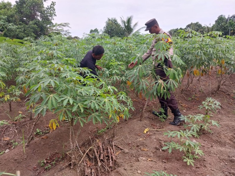 Polsek Tanah Merah Perkuat Ketahanan Pangan Bersama Petani
