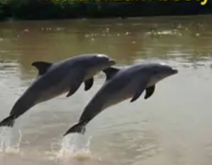 Viral! Pesut Mahakam Muncul di Sungai Rokan, Bupati: Ini Pertanda Baik