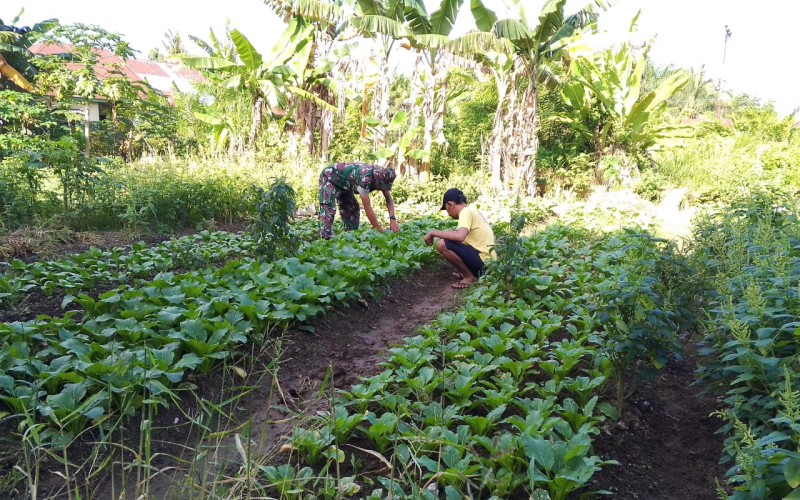 Sertu Nono Dorong Ketahanan Pangan di Kelurahan Bukit Batrem