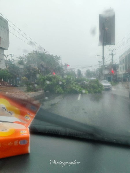 Pohon Tumbang Timpa Kabel PLN di Jalan Riau Pekanbaru, Arus Lalin Macet Parah