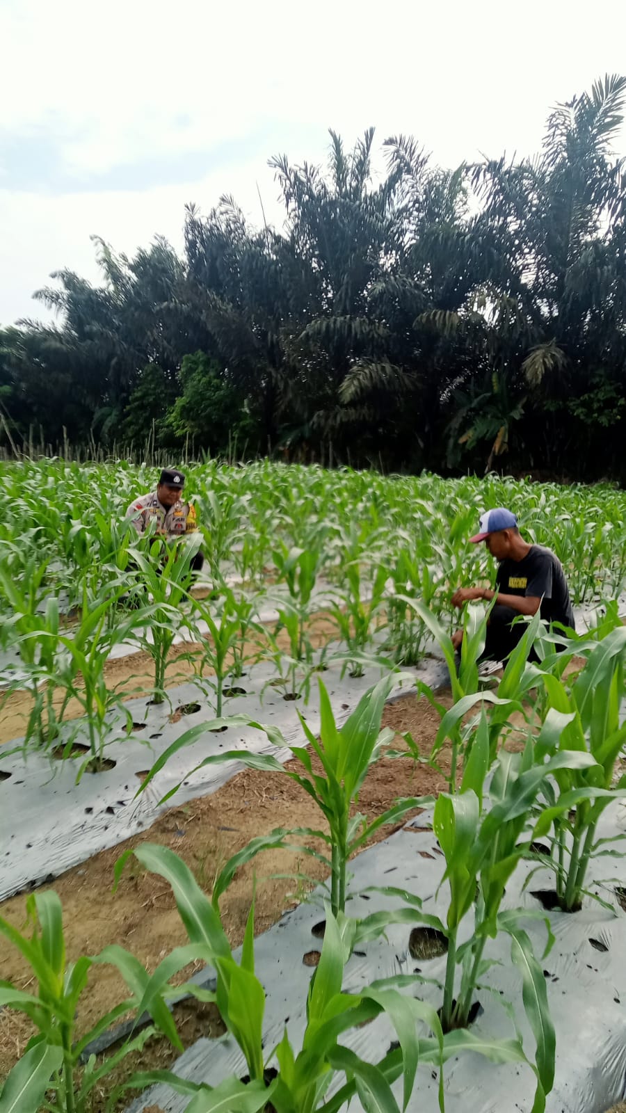Jagung Pipil Kelompok Tani Hijau Daun di Minas Tumbuh hingga 50 Cm, Polsek Minas Lakukan Pengecekan