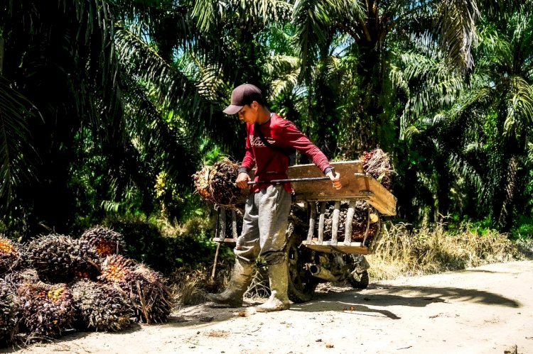 Harga TBS Mitra Plasma di Riau Pekan Ini Rp3.553 per Kg