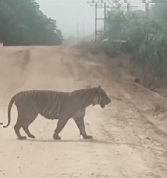 Harimau Sumatera Berukuran Besar Muncul di Jalur WIP Zamrud Kabupaten Siak