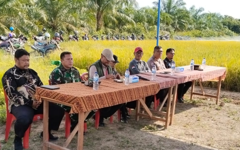 Sinergi TNI dan Swasta, Danramil 03 Sungai Sembilan Ikut Panen Padi di Tanjung Penyebal