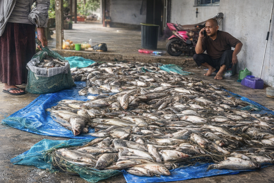 Petaka di DAS Tapung Hilir: Ribuan Ikan Keramba Mati, Warga Tunjuk Aktivitas Perusahaan Sinar Mas
