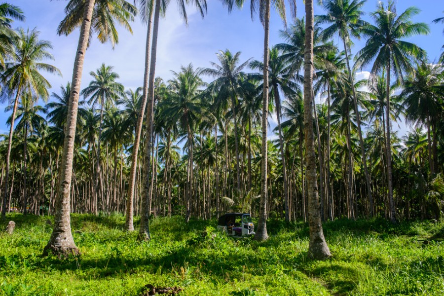 Riau Dapat Jatah Peremajaan Kelapa 43.800 Ha, Pabrik Nata de Coco akan Dibangun di Pekanbaru