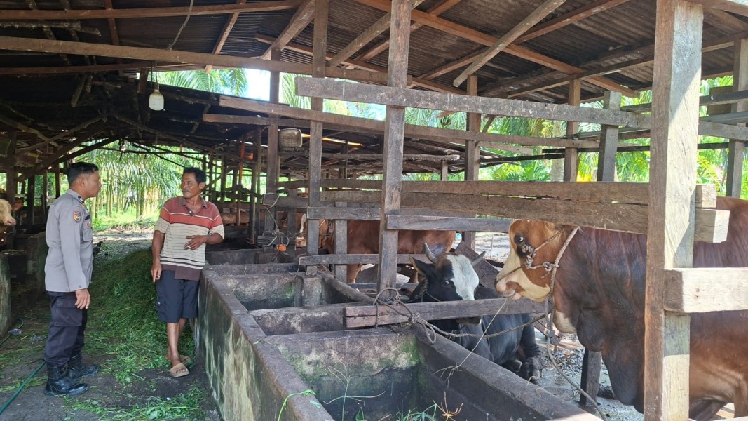 Dukung Ketahanan Pangan Nasional, Bhabinkamtibmas Sungai Lala Dorong Pengembangan Peternakan Sapi Simental dan Limosin