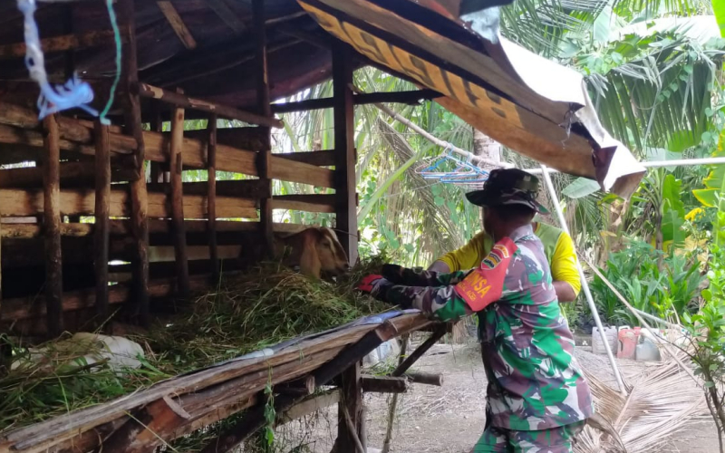 Serda Iwan Sahputra Laksanakan Pengecekan PMK pada Ternak Kambing di Bangsal Aceh