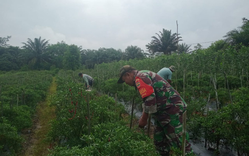 Sertu Sareh Berikan Pemaparan Pertanian yang Benar
