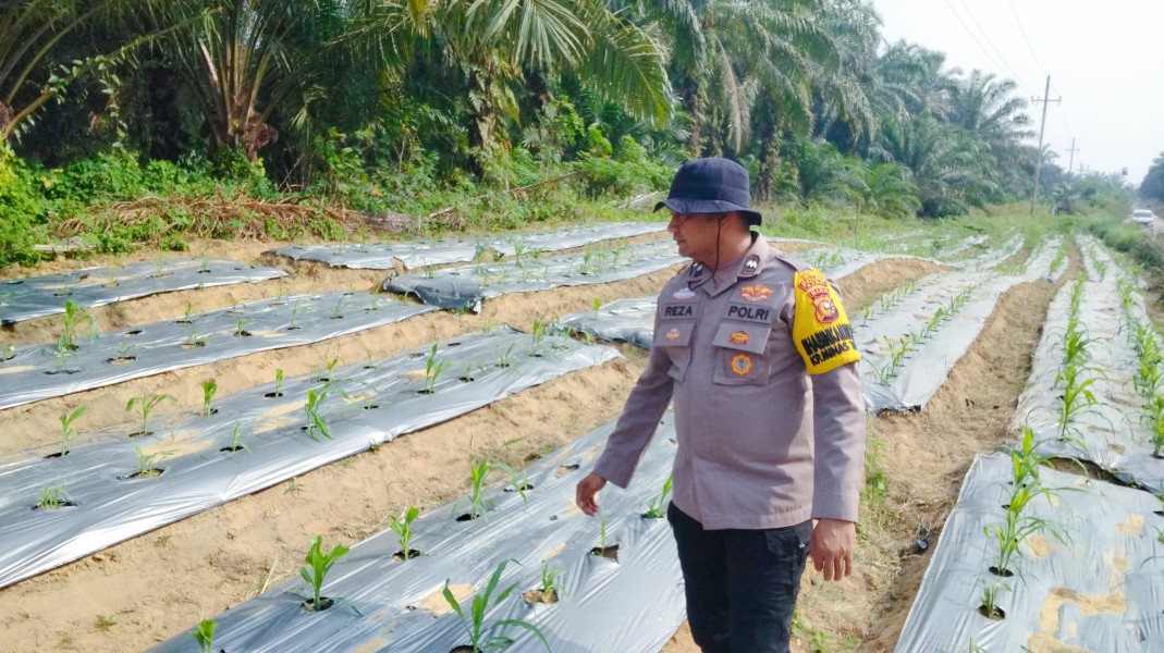 Bhabinkamtibmas Polsek Minas Pantau Jagung Program Ketahanan Pangan Nasional di Minas Timur, Tanaman Usia 26 Hari Tumbuh Baik