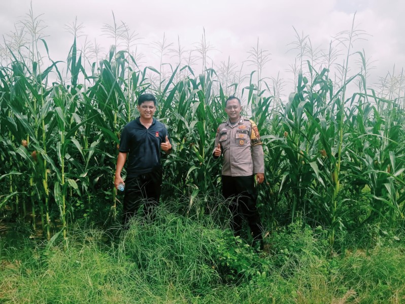 Polsek Bangkinang Barat Tinjau Lahan Jagung 2 Ha di PT SSA Dukung Swasembada Pangan Kampar