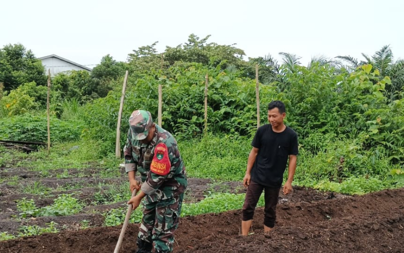Babinsa Turun Langsung Bantu Pengolahan Lahan Pertanian Warga di Bagan Besar