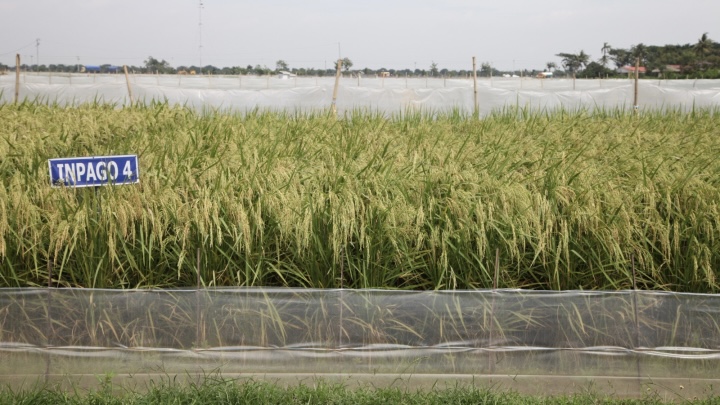 Antisipasi Risiko Kekeringan, Kementan Dorong Petani Tanam Varietas Padi Adaptif