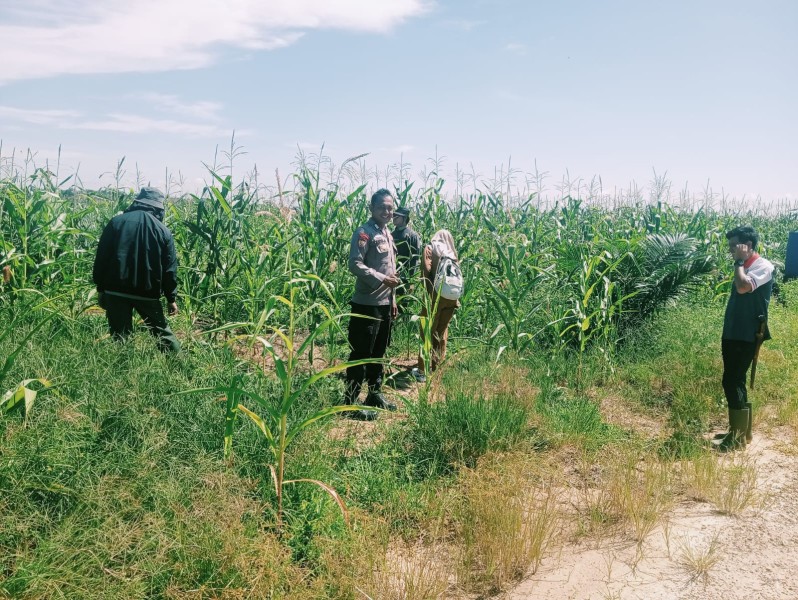 Polsek Bangkinang Barat Terus Lakukan Pendampingan Petani Pemeliharaan Tanaman Jagung di Desa Batu Langkah Kecil