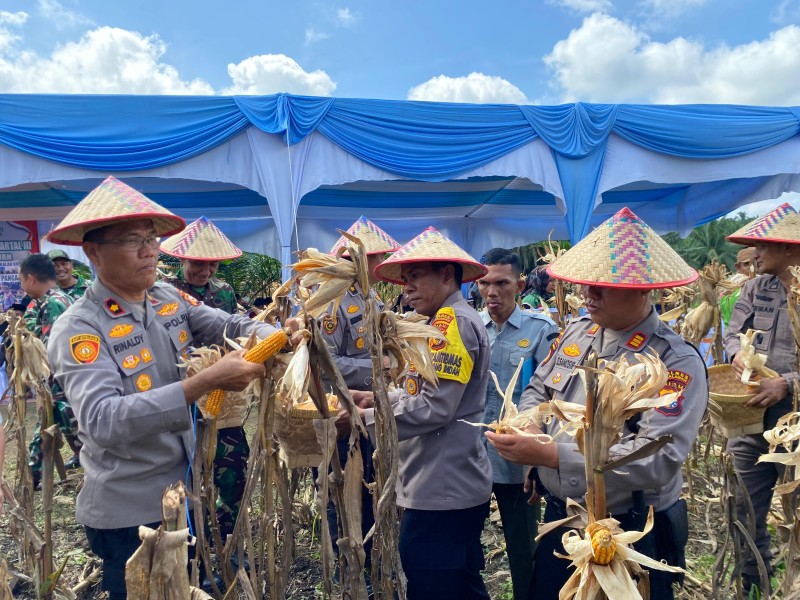Panen Raya Jagung 12 Ton di Pangkalan Kuras, Sinergi Polri, Pemda dan Petani Perkuat Swasembada Pangan Nasional