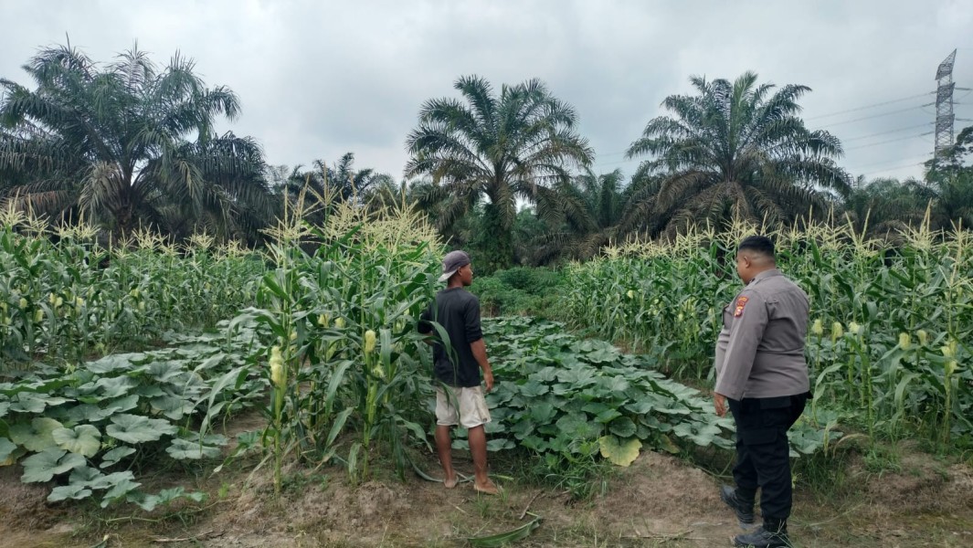 Ketahanan Pangan Dan Swasembada Jagung Pipil, Ini yang Dilakukan Polres Inhu