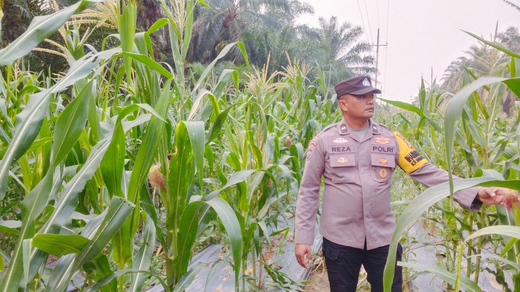 Bhabinkamtibmas Polsek Minas Cek Perkembangan Jagung Pipil Usia 63 Hari di Minas Timur, Tanaman Tumbuh Baik