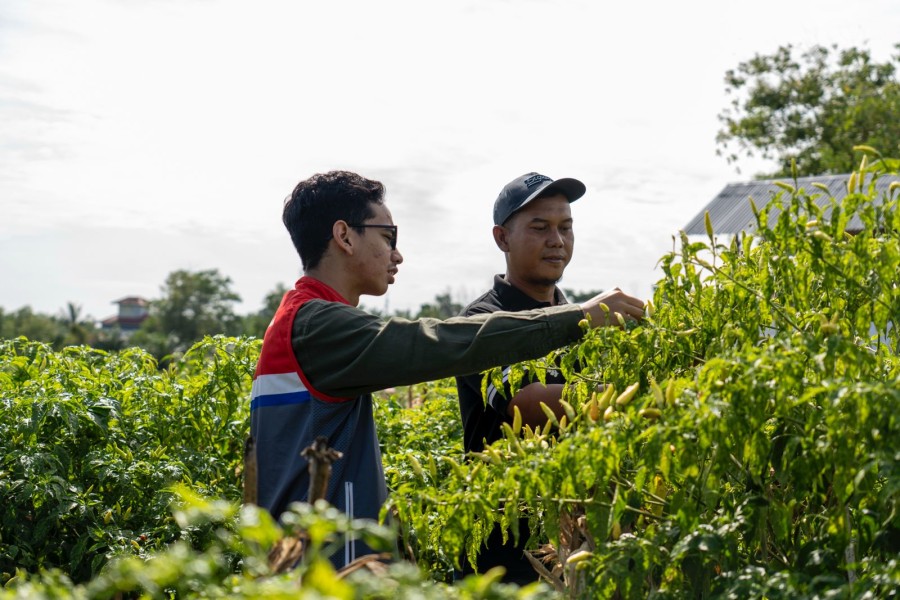 Kilang Pertamina Dumai Berdayakan Kelompok Tani Tuah Jaya, Pendapatan Naik hingga Rp8,5 Juta