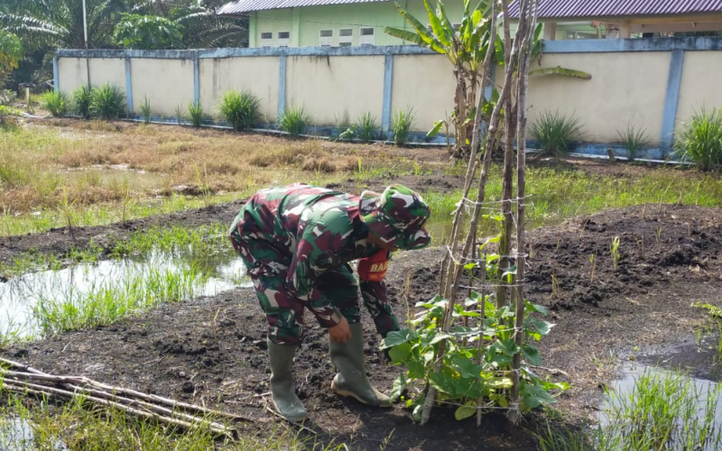 Turun ke Lahan, Babinsa Bantu Warga Kembangkan Pertanian di Bangsal Aceh