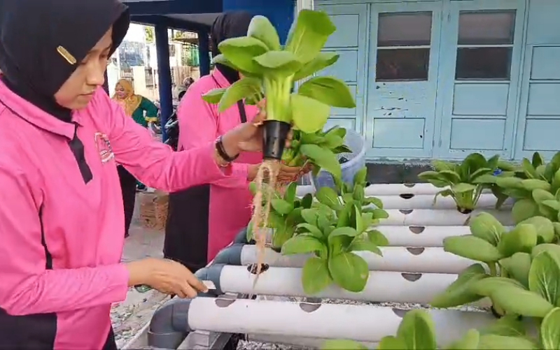 Bhayangkari Polsek Kawasan Pelabuhan Dumai Panen Pakcoy Hidroponik, Dukung Program Ketahanan Pangan