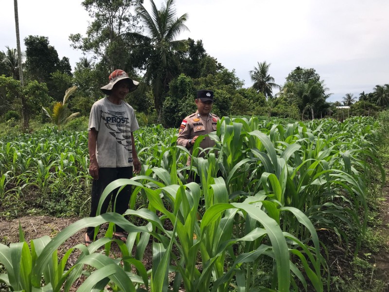 POLSEK TEBING TINGGI BARAT MONITORING DAN PEMBINAAN TANAMAN JAGUNG MILIK KELOMPOK TANI TUNAS HARAPAN MAJU DESA GOGOK DARUSSALAM