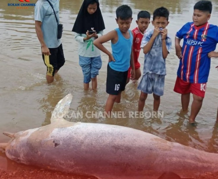 Sempat Viral, Pesut Mahakam Ditemukan Mati di Sungai Rokan