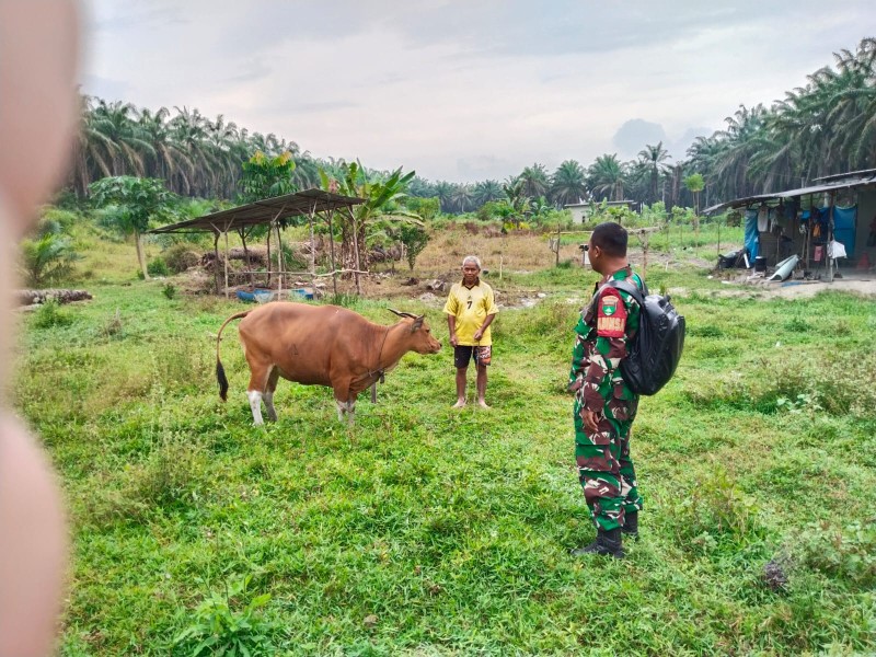 Kopda Gunariadi Laksanakan Surveilans PMK, Sapi Milik Warga Perawang Barat Dipastikan Sehat