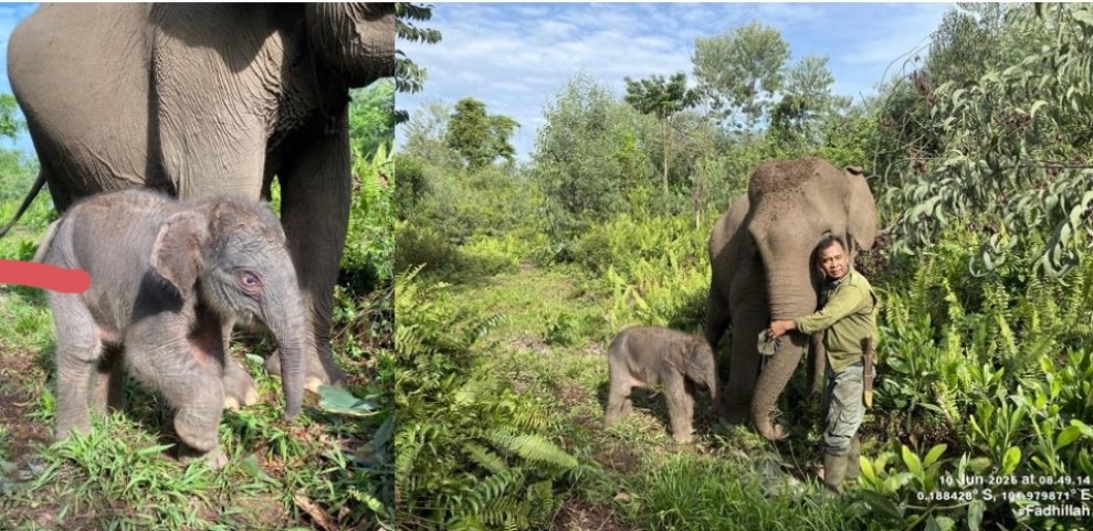 Kabar Bahagia dari Tesso Nilo, Bayi Gajah Sumatera Betina Lahir Sehat di Camp Flying Squad