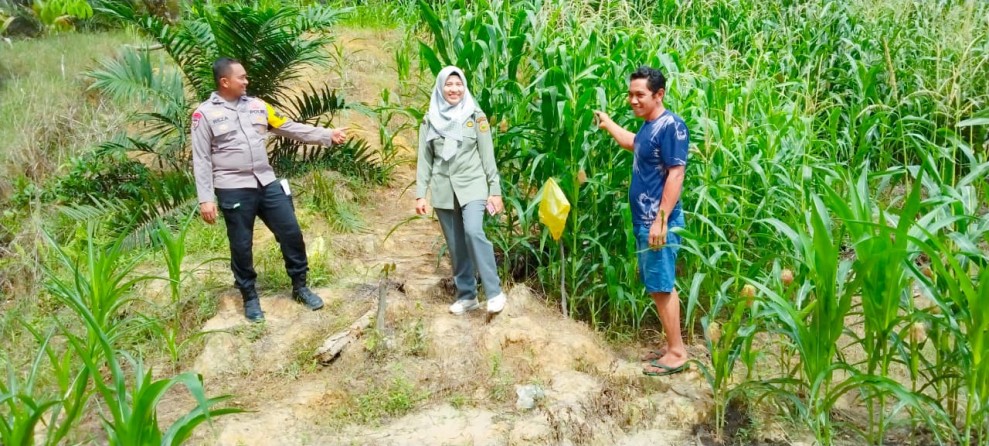 Polsek Minas Pantau Pertumbuhan Jagung Pipil Usia 69 Hari, Wujud Dukungan terhadap Ketahanan Pangan Nasional
