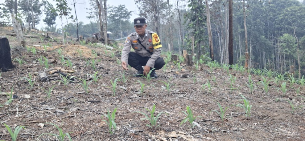 Bhabinkamtibmas Minas Jaya Cek Pertumbuhan Jagung Program Ketahanan Pangan Nasional di Area Telago