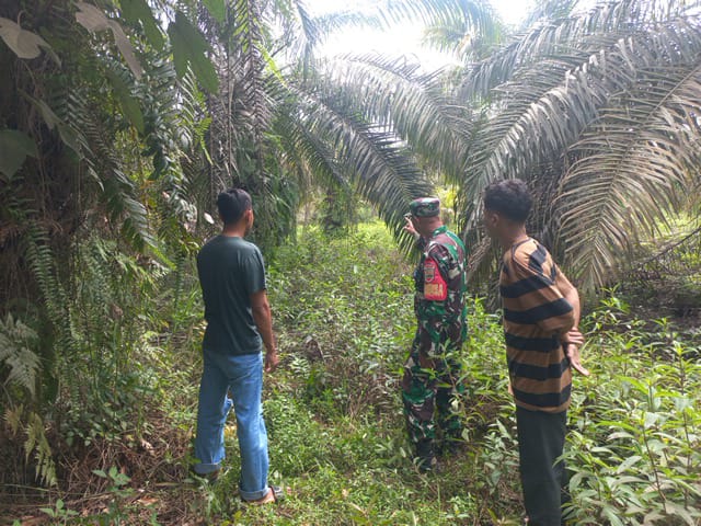 Babinsa Sertu Sarju Gelar Patroli Karhutla di Tualang, Tidak Ditemukan Titik Api