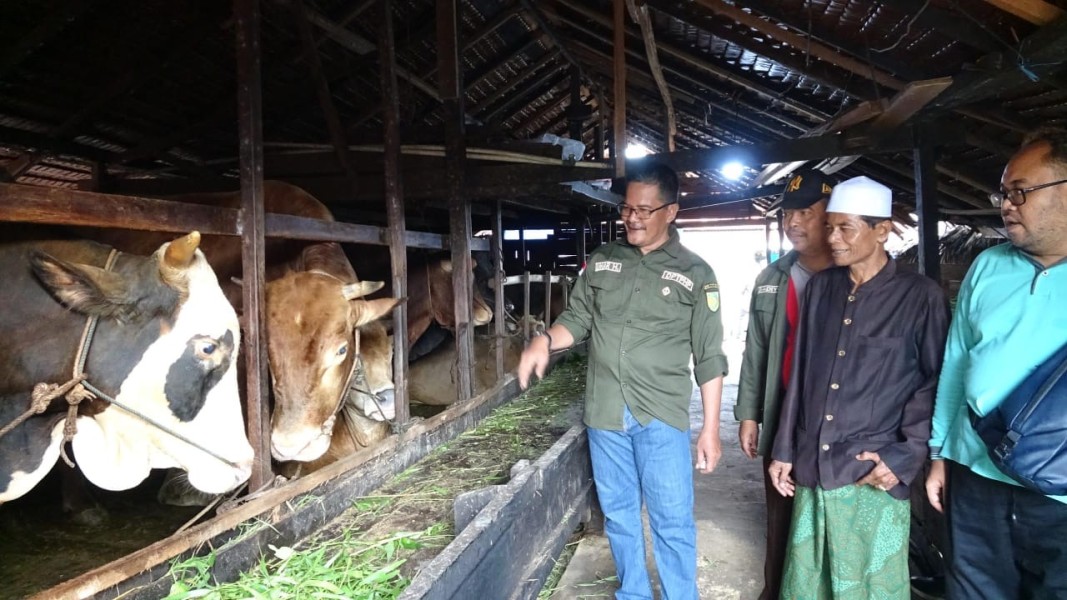 DPTPHP Inhil Lakukan Pemeriksaan Kesehatan Hewan Kurban