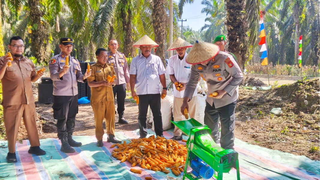 Polisi Juga Dukung Pertanian! Kapolres Kampar Turut Panen Raya Jagung di PT. Tasmapuja, Bukti Kemitraan Polri-Perusahaan Majukan Kampar!